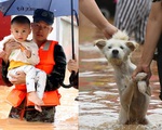 Trẻ em được giải cứu; riêng chó, mèo, lợn, gà, động vật hoang dã tự chạy trốn trong mưa lũ ở Trung Quốc