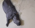 Tê giác quý hiếm chết đuối trong lũ lụt ở Ấn Độ
