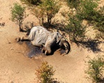 Hơn 400 con voi chết bí ẩn, điều gì đang xảy ra ở Botswana?