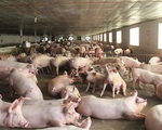 Giá thịt lợn giảm mạnh, bán &quot;không lấy lãi&quot; lo đẩy hàng sớm