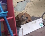 Cô chó bị bỏ rơi trên đường suốt 5 tháng trời, tổ chức động vật đến cứu thì nhận ra điều xót xa ở con vật khi nhấc bổng nó lên