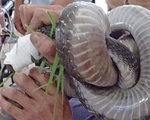 Nạn nhân nhập viện mang theo con rắn hổ mang