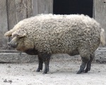 Thịt từ loại lợn có lông xù như lông cừu đắt hàng như tôm tươi nhờ hương vị đậm đà và mềm đến mức như tan trong miệng