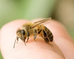 Mùa dứa, nhãn, vải: Cẩn trọng bị dị ứng, nhiễm độc do ong đốt