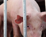 Người nuôi lợn lãi hơn 1 triệu đồng/con