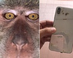 Bật cười khỉ trộm điện thoại, chụp đầy ảnh selfie