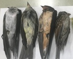 Hàng trăm nghìn con chim chết bí ẩn ở Mỹ