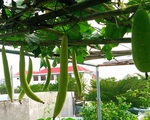 Vườn trên sân thượng trồng đủ loại rau quả sạch không kém gì vườn dưới đất của mẹ đảm ở Vũng Tàu