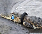 Indonesia thi xem anh nào đủ dũng cảm tháo lốp thít cổ cá sấu