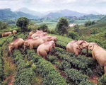 14 chú voi rủ nhau đột nhập vườn ngô tìm thức ăn còn &apos;nhậu&apos; hết 30 lít rượu của dân rồi lăn ra đánh một giấc ngon lành viên mãn
