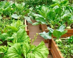 Chuyên gia trong lĩnh vực nhà vườn tại Hà Nội chia sẻ cách trồng rau đúng cách, đảm bảo nhà phố thoải mái rau sạch cho cả gia đình