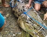 Cá sấu tấn công nhưng không ăn thịt thiếu nữ, khi bắt được người ta mới phát hiện nguyên nhân là do con vật bị rụng hết răng
