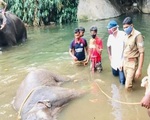 Đã bắt giữ được nghi phạm trong vụ voi mẹ mang thai chết tức tưởi vì ăn phải dứa nhồi pháo nổ