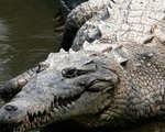 Bé trai 12 tuổi rơi xuống sông bị cá sấu cắn tử vong ở Ấn Độ