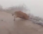 Chú bò liên tục ngã quỵ trên đường trơn trượt vì băng tuyết ở Lào Cai, minh chứng rõ ràng cho sự khắc nghiệt của thời tiết