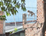 Cận cảnh đàn khỉ “đại náo” khu dân cư ở Sài Gòn khiến người dân mệt mỏi