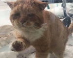 Chú mèo mặt khổ, bệnh tật toàn thân gõ cửa nhà dân xin ở nhờ giữa cơn bão tuyết