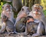 Khỉ ở Indonesia thích cướp đồ đắt tiền