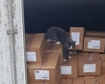 Mèo sống sót 3 tuần trong container chở hàng
