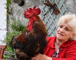 Pháp ban hành dự luật bảo vệ gà và bò