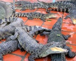 Rớt giá, hàng nghìn con cá sấu bị bỏ đói giữa &quot;thủ phủ&quot; cá sấu