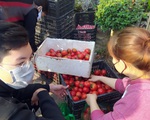 7 tấn cà chua của nông dân Hải Dương được người Thủ đô 'giải cứu' trong vòng 30 phút