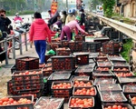 40.000 đồng/10kg cà chua “giải cứu”, mách chị em cách bảo quản cà chua được lâu và chế biến được nhiều món ăn hấp dẫn