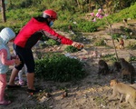 Hàng loạt tai nạn thương tâm, người dân Đà Nẵng vẫn vặc lại BQL Bán đảo Sơn Trà khi bị nhắc nhở &apos;chiều hư&apos; đàn khỉ