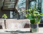 9 loại cây thanh lọc không khí trong nhà tốt nhất mà lại rất dễ trồng