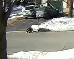 Chó chặn xe để cầu cứu khi chủ bị ngất trên đường