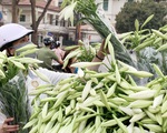Hà Nội: Hoa loa kèn ngợp phố, giá chỉ 25.000 đồng/bó níu chân người mua