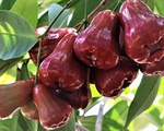 Vị thuốc quý từ hoa quả (4): “Bí mật” về loại quả mọng nước, vị ngọt thanh mát có thể bạn chưa biết