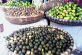 Sấu xanh trẩy muộn giá 45.000 đồng/kg đắt khách Sấu xanh trẩy muộn giá 45.000 đồng/kg đắt khách