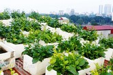 Độc nhất Hà Thành: 'Trang trại' cá, gà, lợn... trong nhà ống phố lớn Độc nhất Hà Thành: 'Trang trại' cá, gà, lợn... trong nhà ống phố lớn