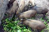 Dân giàu Hà Thành góp tiền nuôi lợn rừng ăn Tết Dân giàu Hà Thành góp tiền nuôi lợn rừng ăn Tết