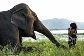 Bé gái Việt Nam luyện voi dữ thành thú cưng lên báo Anh Bé gái Việt Nam luyện voi dữ thành thú cưng lên báo Anh