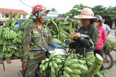 Sang Lào trồng chuối kiếm tiền tỷ Sang Lào trồng chuối kiếm tiền tỷ