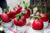 200.000 đồng/củ cải đỏ '2 trong 1' trưng Tết 200.000 đồng/củ cải đỏ '2 trong 1' trưng Tết