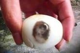 Xôn xao chuyện hình mỹ nhân "in" trên trứng gà luộc Xôn xao chuyện hình mỹ nhân "in" trên trứng gà luộc