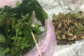 Bé trai 3 tháng ngộ độc vì dùng thuốc nam chữa tiêu chảy Bé trai 3 tháng ngộ độc vì dùng thuốc nam chữa tiêu chảy