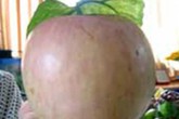 Mắt thường không thể phân biệt được trái cây có hóa chất Mắt thường không thể phân biệt được trái cây có hóa chất