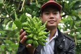 Dân Hà Nội trồng phật thủ: Người thu tiền tỷ, kẻ đổ nợ Dân Hà Nội trồng phật thủ: Người thu tiền tỷ, kẻ đổ nợ