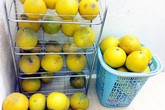 Cháy bưởi Diễn Tết: Hàng xấu dân buôn cũng không mua nổi Cháy bưởi Diễn Tết: Hàng xấu dân buôn cũng không mua nổi