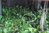 Phát hiện thi thể phụ nữ trẻ trên sông Sài Gòn Phát hiện thi thể phụ nữ trẻ trên sông Sài Gòn