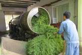 Rau đắng đất – vị thuốc quý từ thiên nhiên Rau đắng đất – vị thuốc quý từ thiên nhiên