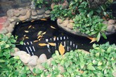 Đừng xem thường phong thủy ao hồ trong nhà, họa sẽ nhiều hơn phúc Đừng xem thường phong thủy ao hồ trong nhà, họa sẽ nhiều hơn phúc