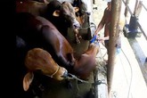Kinh hãi bơm nước tăng trọng cho bò Kinh hãi bơm nước tăng trọng cho bò