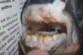 Sốc: Con cá có hàm răng giống như con người Sốc: Con cá có hàm răng giống như con người
