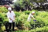 Bộ sưu tập cây thuốc Nam hiếm có ở trại rắn Đồng Tâm Bộ sưu tập cây thuốc Nam hiếm có ở trại rắn Đồng Tâm