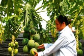 Tẩy chay hóa chất, làng đu đủ hốt bạc nhờ ủ quả an toàn Tẩy chay hóa chất, làng đu đủ hốt bạc nhờ ủ quả an toàn